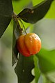 Eugenia uniflora fruit