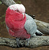 A cockatoo