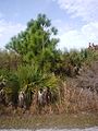 Slash pine and palmetto