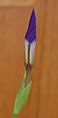 Iris tectorum 'Woolong'的花蕾