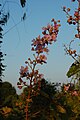 Lagerstroemia floribunda