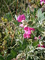 Lathyrus tuberosus