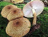 Leucopholiota decorosa