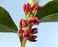 Flowers of male plant with colourful anthers