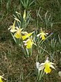 Narcissus pseudonarcissus subsp. pseudonarcissus