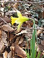 Narcissus pseudonarcissus subsp. pseudonarcissus side-view