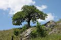 Old oak beaten and formed by wind