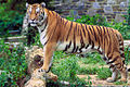 The Bengal tiger is the national symbol of Bangladesh