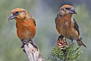 Red crossbills in Deschutes National Forest