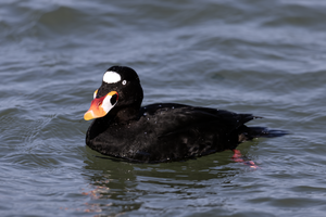 A Drake Surf Scoter in the Barnegat Inlet.