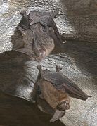 Brown bats