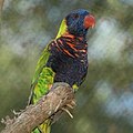 位于美国纳什维尔动物园的罗森堡澳大利亚小鹦鹉 T. h. rosenbergii