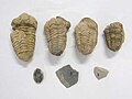 Trilobite species, southern France (this is not the right image, but an another image with same name on en)