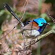 Male Fairy-wren in breeding plumage