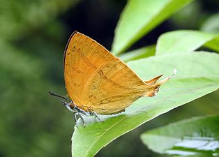 Ventral view