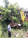 Transplanting / Tree transplantation in Kerala