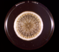 Aspergillus flavus