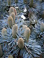 Cedrus libani 'Glauca' male cones