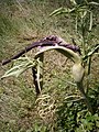 Dracunculus vulgaris decaying