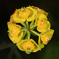 大戟科大戟属的欧洲柏大戟（Euphorbia cyparissias）