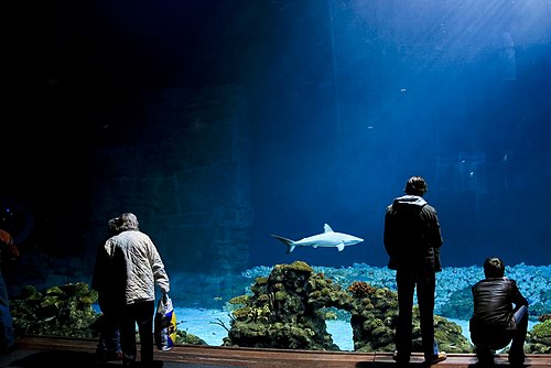 People standing in front of an large aquarium with a gray shark swimming in the image center.