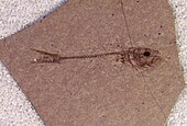 Libotonius pearsoni fossil