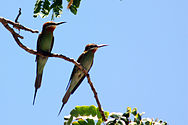 Pair in the Anjajavy Forest