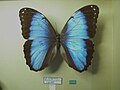 Morpho helenor pindarus