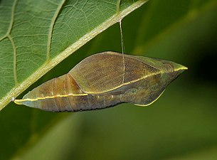 Pupa