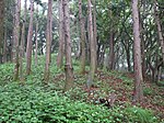 Nagae-Sakurayama Kofun Cluster