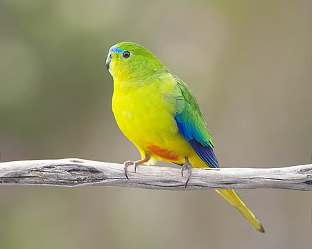 A male Orange-bellied Parrot