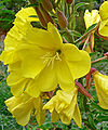 Oenothera elata