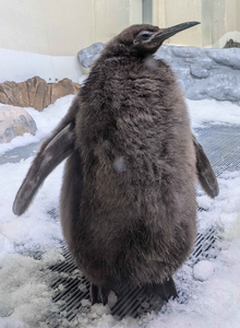 Pesto, a king penguin chick with brown fluffy feathers, standing on a pile of snow