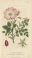 Rosa canina