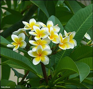 Plumeria rubra (פלומריה ריחנית)