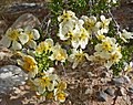 Stansbury's cliffrose (Purshia stansburyana)