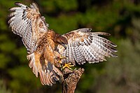A falconer's red-tailed hawk comes in for a landing