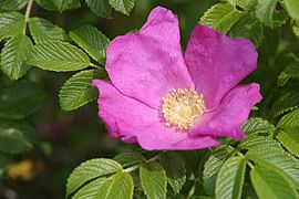 粉红单瓣玫瑰（Rosa rugosa f. rosea），与野生品种类似