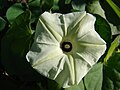 Ipomoea obscura