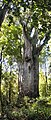 Te Matua Ngahere （森林之父）：同样生长于北奥克兰半岛森林的新西兰贝壳杉，是新西兰最古老而仍然存活的树，亦是当地体积第二大的树