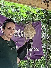 Tublo (or Tuplo), A Red-Shouldered Hawk, Shown Here At A Summer Program In Harlem, 2023.