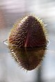 Flower bud, Adelaide Botanic Gardens