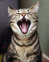 a cat with a big mouth