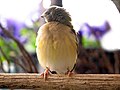 A young Gouldian finch with the beginnings of bright adult plumage