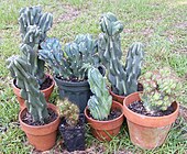 Cereus repandus var. monstrose large and dwarf varieties