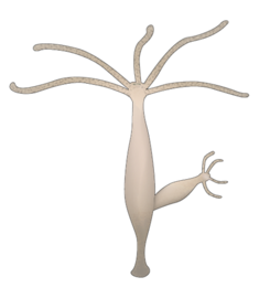 Hydra (freshwater only)