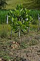 Leaves in young tree