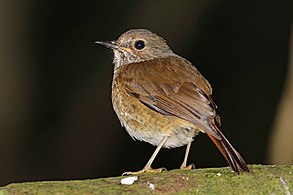 female