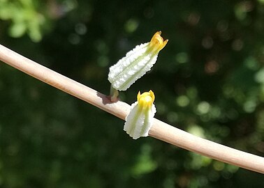 The wrinkled ("rugose") flowers of A. spiralis.