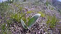 Balsamorhiza sagittata seedling